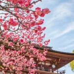 Dazaifu, Yanagawa River Cruise & Strawberry Picking from Fukuoka - FAQ