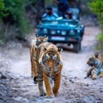 Delhi: 4Day Golden Triangle with Ranthambore (5 Star Hotels) - What Makes This Tour Stand Out?