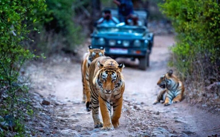 Delhi: 4Day Golden Triangle with Ranthambore (5 Star Hotels) - What Makes This Tour Stand Out?