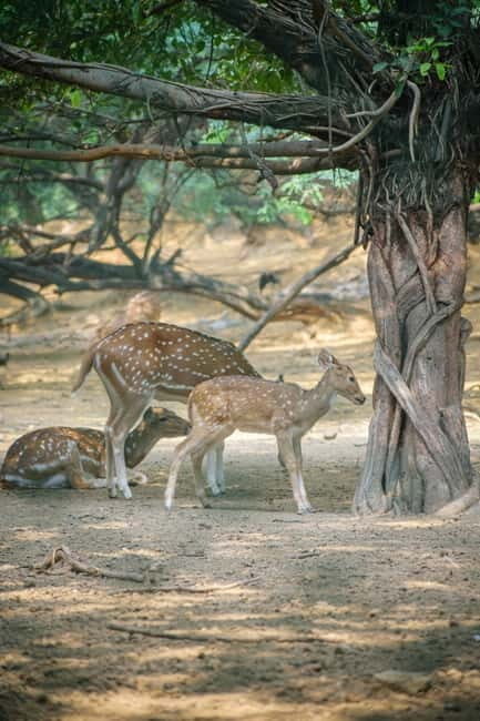 Delhi: Deer Park and Hauz Khas Village Walking Tour - Why this Tour is a Solid Value at $30