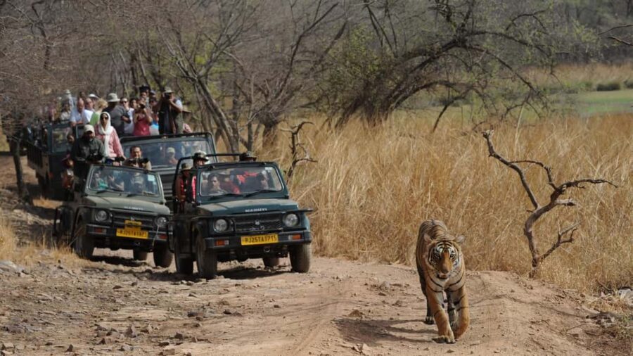 Delhi: Same Day Sariska National Park Tiger Safari Tour - Arrival at Sariska: A Briefing and First Impressions