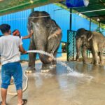 Delhi: Sunrise Taj Mahal & Elephant Rescue - All Inclusive - Practical Tips for Your Day