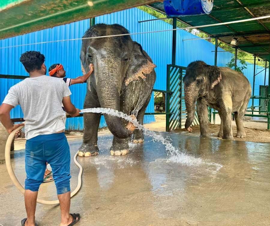 Delhi: Sunrise Taj Mahal & Elephant Rescue - All Inclusive - Practical Tips for Your Day