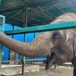 Delhi: Taj Mahal & Agra Fort with Elephant Wildlife SOS Tour - Visiting the Taj Mahal