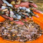 Dig, Discover & Dine  Jaffnas Coastal Clam Experience - Authenticity and Cultural Value