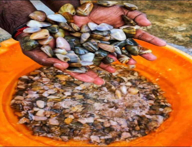Dig, Discover & Dine  Jaffnas Coastal Clam Experience - Authenticity and Cultural Value