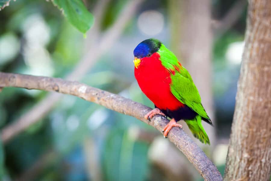 Discover Fijian Culture and Reptiles - The Value of This Tour