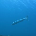 Discover Scuba Diving Day Trip in Amed and Tulamben - Practical Details: Logistics and Value