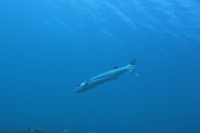 Discover Scuba Diving Day Trip in Amed and Tulamben - Practical Details: Logistics and Value