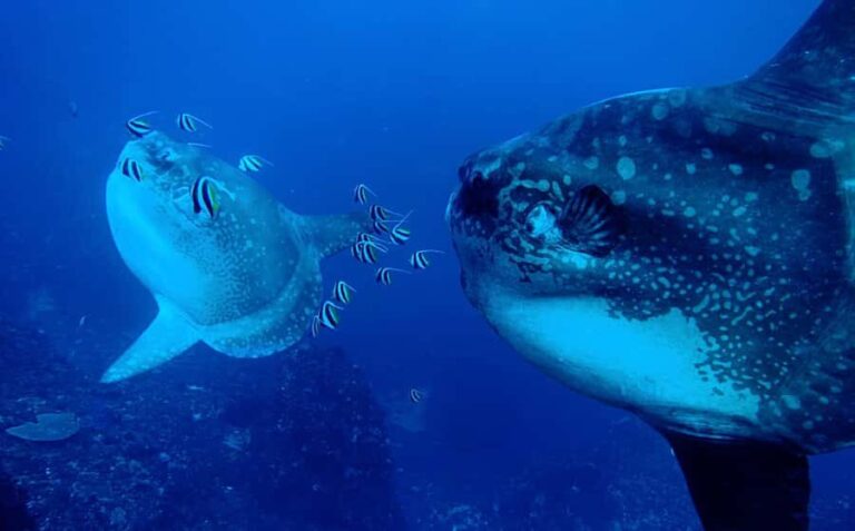 Discover Scuba Diving (DSD) Lembongan Island - The Practical Side: Logistics and Cost