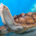 Discover Scuba Diving Lesson Montego Bay Learn to Scuba - What’s Included and How It Works