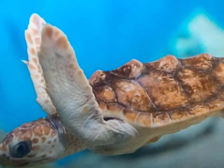 Discover Scuba Diving Lesson Montego Bay Learn to Scuba - What’s Included and How It Works