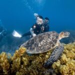 Discover Scuba Diving With Sea Turtles  Xiaoliuqiu, Taiwan - The Price and What You’re Getting