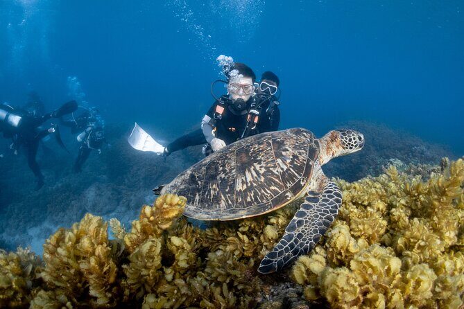 Discover Scuba Diving With Sea Turtles Xiaoliuqiu, Taiwan - The Price and What You’re Getting