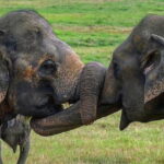 Discover Sigiriya Dambulla and Minneriya Park in Day Tour - Practical Details & Tips