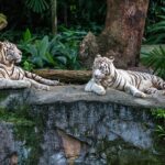 Discover Singapore with Multi-Pass Ticket - Who Is This Tour Best For?