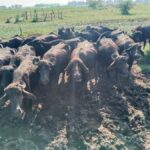 Discover the Art of Curd Making in Tissamaharama - An In-Depth Look at the Curd-Making Tour