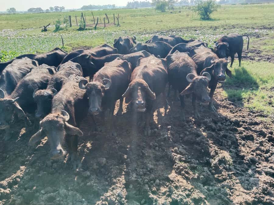 Discover the Art of Curd Making in Tissamaharama - An In-Depth Look at the Curd-Making Tour