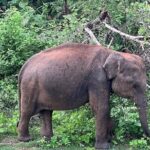 Discover the Wild Magic of Udawalawe National Park - The Sum Up