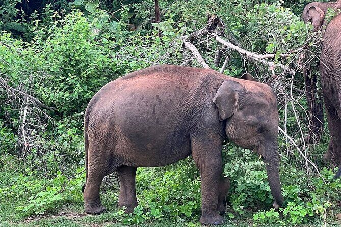 Discover the Wild Magic of Udawalawe National Park - The Sum Up