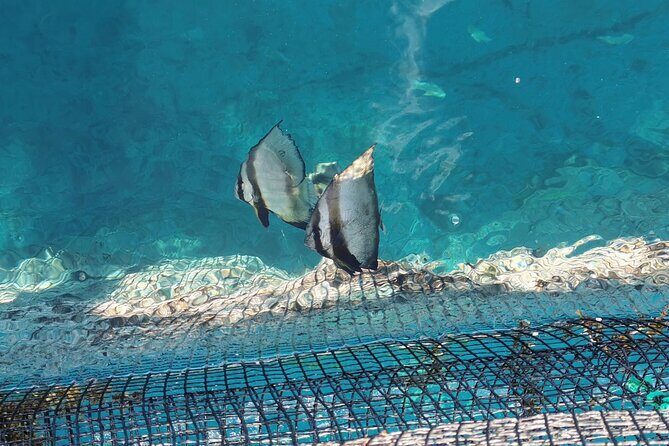 Discovery of the Tahiti Teahupo'o Jurassic Tour peninsula - Practical Considerations