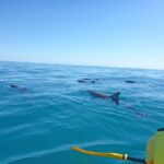Dolphin Kayak Tour & Beach 4X4 National Park Tour (Private) - What Makes This Tour Stand Out?