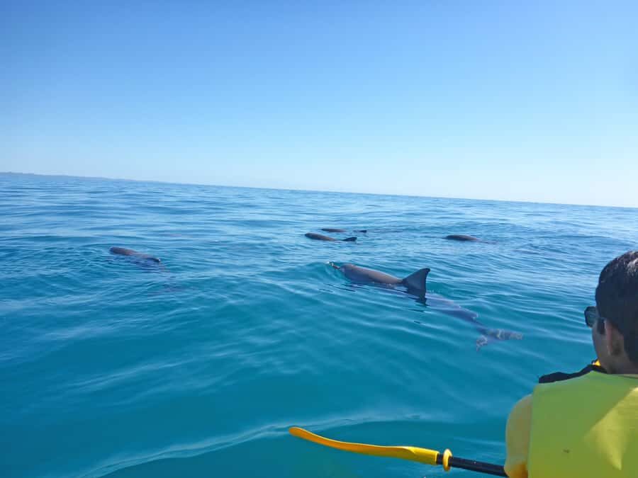 Dolphin Kayak Tour & Beach 4X4 National Park Tour (Private) - What Makes This Tour Stand Out?