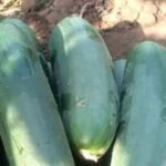 Dominica: Sow & Grow Farm Exploration - Who Should Consider This Tour?