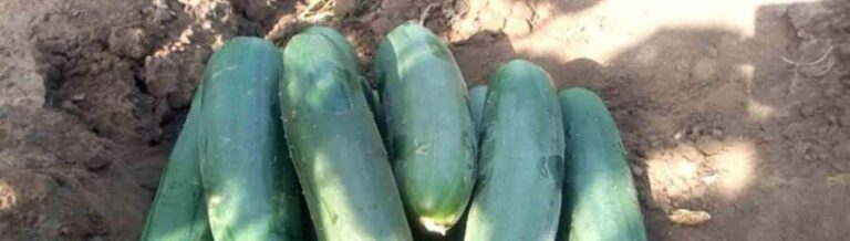 Dominica: Sow & Grow Farm Exploration - Who Should Consider This Tour?