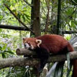 Dujiangyan: Panda Valley Ticket with Souvenir Charm - Detailed Breakdown of the Itinerary