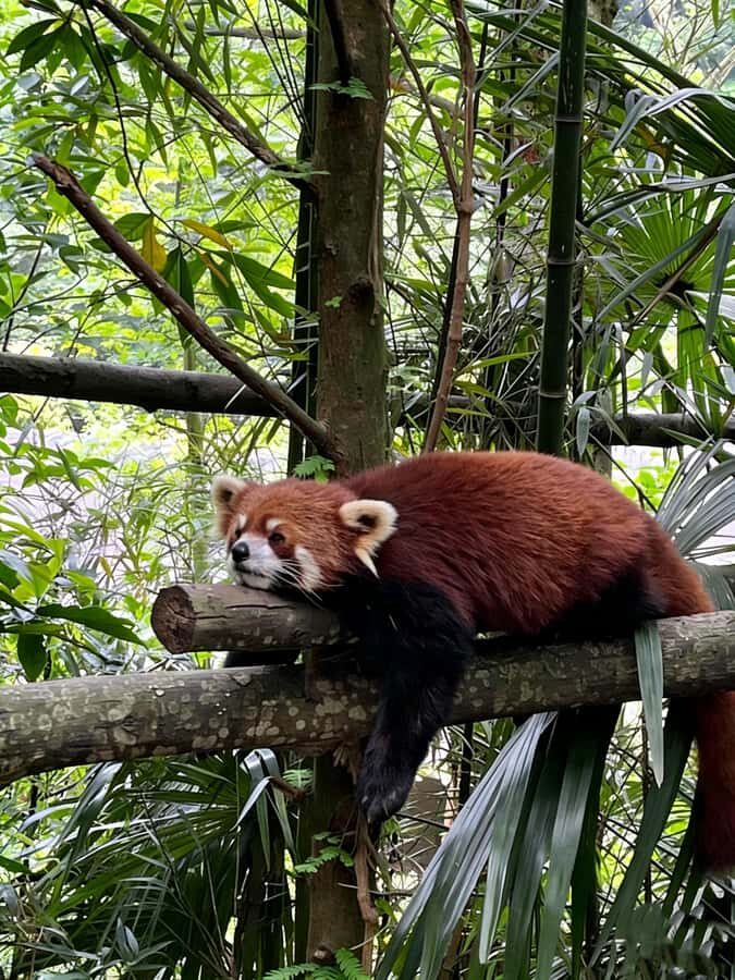 Dujiangyan: Panda Valley Ticket with Souvenir Charm - Detailed Breakdown of the Itinerary