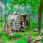 Dujiangyan: Wolong Shenshuping Panda Garden Ticket - Who Should Consider This Tour?
