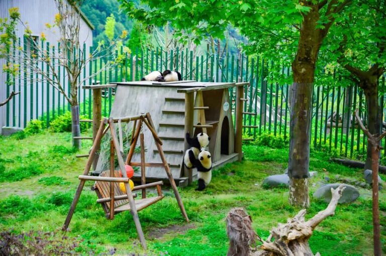 Dujiangyan: Wolong Shenshuping Panda Garden Ticket - Who Should Consider This Tour?