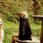 Dujingyan Giant Panda tour option Red Panda interactive - Exploring the Itinerary: What You Can Expect