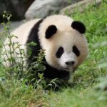 Dujingyan Giant Panda tour option Red Panda interactive - Final Thoughts: Is This Tour Worth It?