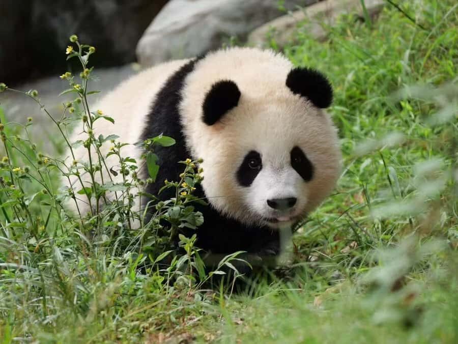 Dujingyan Giant Panda tour option Red Panda interactive - Final Thoughts: Is This Tour Worth It?