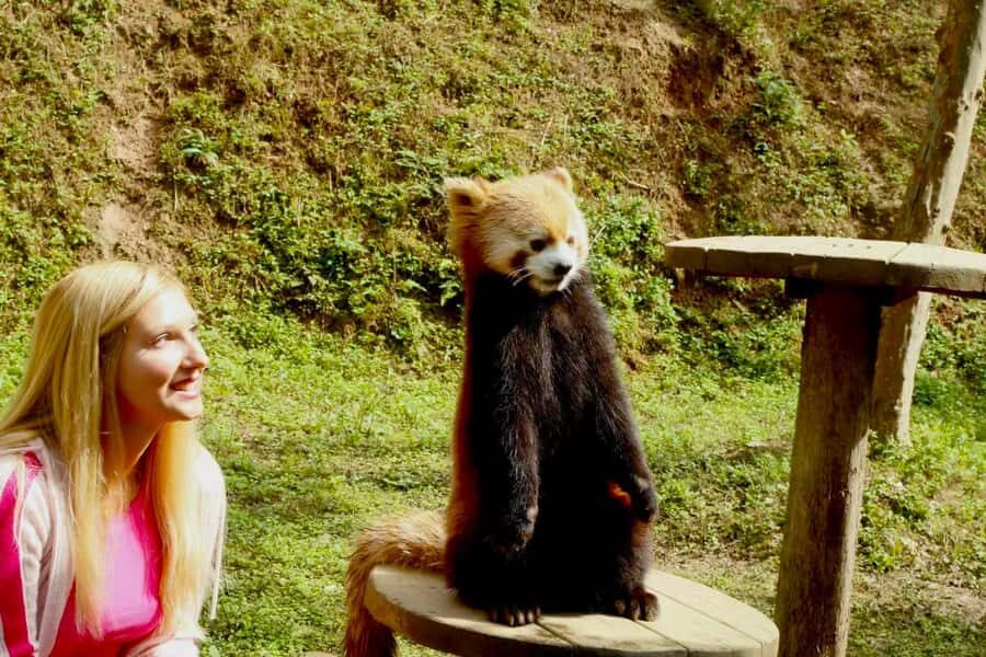 Dujingyan Giant Panda tour option Red Panda interactive - Exploring the Itinerary: What You Can Expect