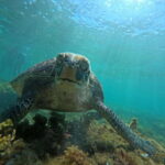 Dumaguete Apo Island Snorkel with turtle Tour - An In-Depth Look at Dumaguete Apo Island Snorkel with Turtle Tour