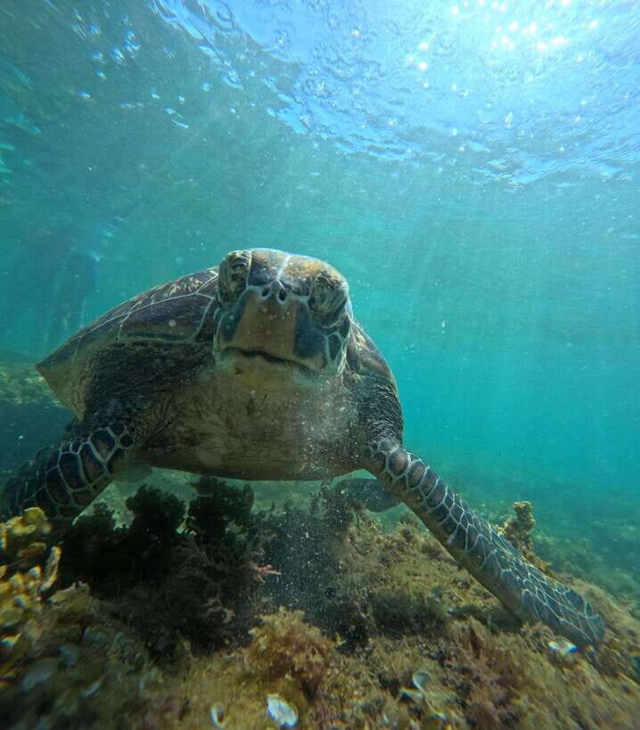Dumaguete Apo Island Snorkel with turtle Tour - An In-Depth Look at Dumaguete Apo Island Snorkel with Turtle Tour