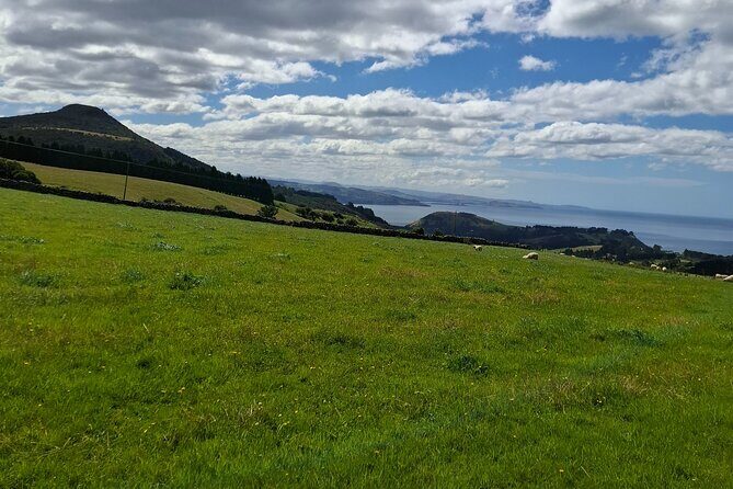 Dunedin & North Otago Scenic & Wildlife Tour - Practical Details and Value
