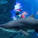Duo SEA LIFE and Madame Tussauds Ticket in Bangkok - Exploring the Itinerary in Detail