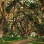 East Java: De Djawatan, Ijen, Bromo & Tumpak Sewu 4-Day Tour - The Itinerary: A Day-by-Day Breakdown