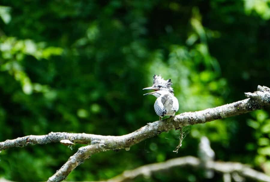 Eastern Hokkaido: Canoe, Stargazing, and Birdwatching - Detailed Breakdown of the Itinerary
