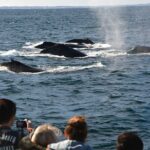 Educational Whale Watching Tour from Perth - The Experience: What to Expect from the Whale Watching Tour