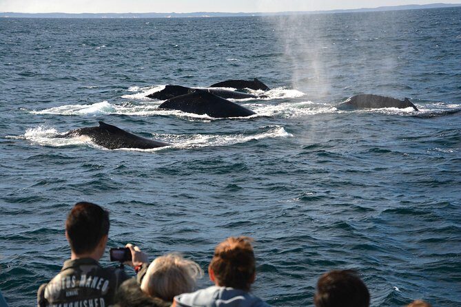 Educational Whale Watching Tour from Perth - The Experience: What to Expect from the Whale Watching Tour