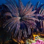 El Nido: Manta Ray Diving Experience in Sibaltan - Overview of the Experience