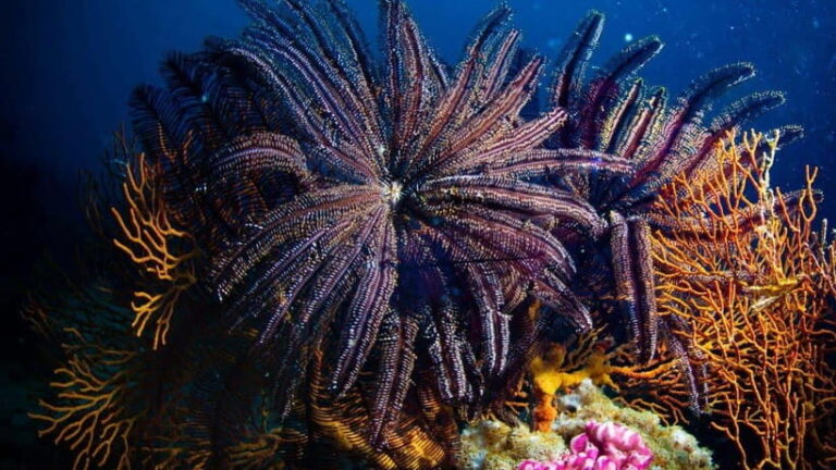 El Nido: Manta Ray Diving Experience in Sibaltan - Overview of the Experience