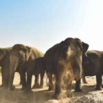 Elefantastic Elephant Sanctuary Tour - The Value of the Experience
