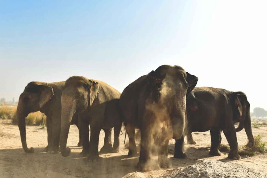 Elefantastic Elephant Sanctuary Tour - The Value of the Experience