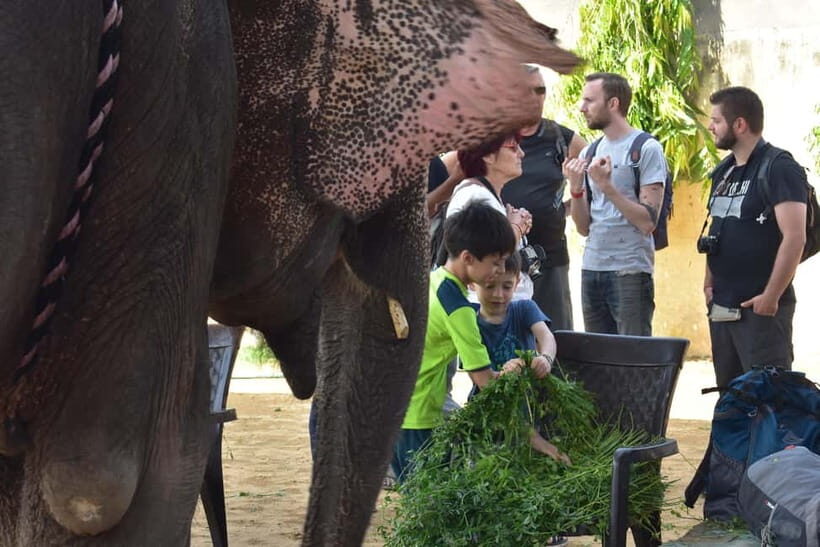 Elefun Best Elephant Sanctuary in Jaipur - The Sum Up